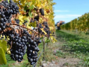 Pinot Noir